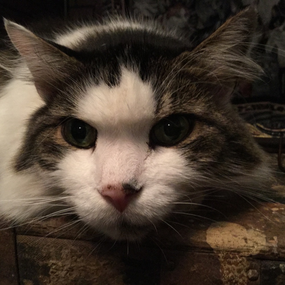 Meet your Posher, Penny Kay